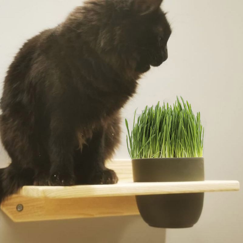 Herbe a chat