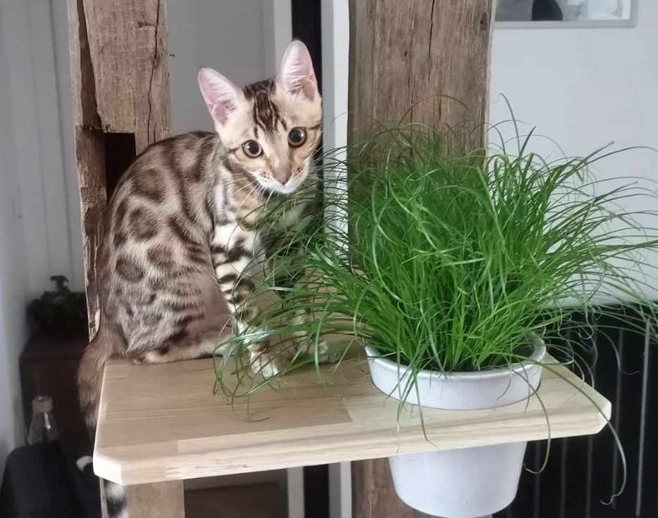 Plateforme Murale Pour Chat Plateforme Gamelle Plateforme Herbe Plateforme Murale Pour Chat Plateforme Gamelle Plateforme Herbe