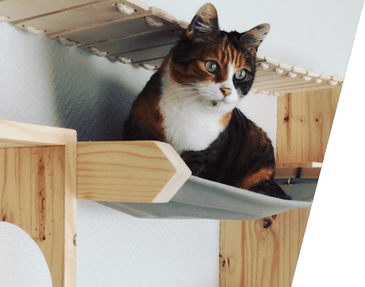 cabanes-et-hamac-chats