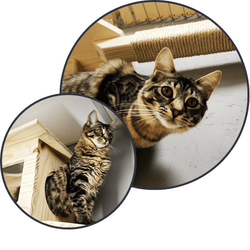 catalogue-le-pont-a-chat