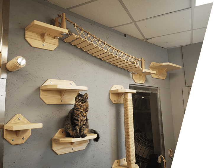 Les Packs Hamacs Cabanes Ponts Et Accessoires Pour Chat