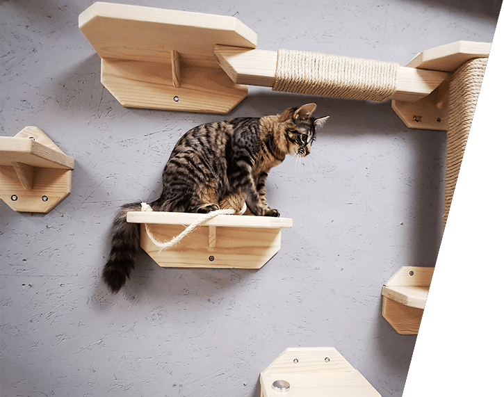 plateforme-module-jeu--chat-2