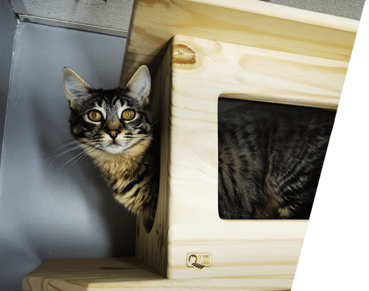 Cabanes Personnalisables Et Hamacs Pour Chat Le Pont A Chat