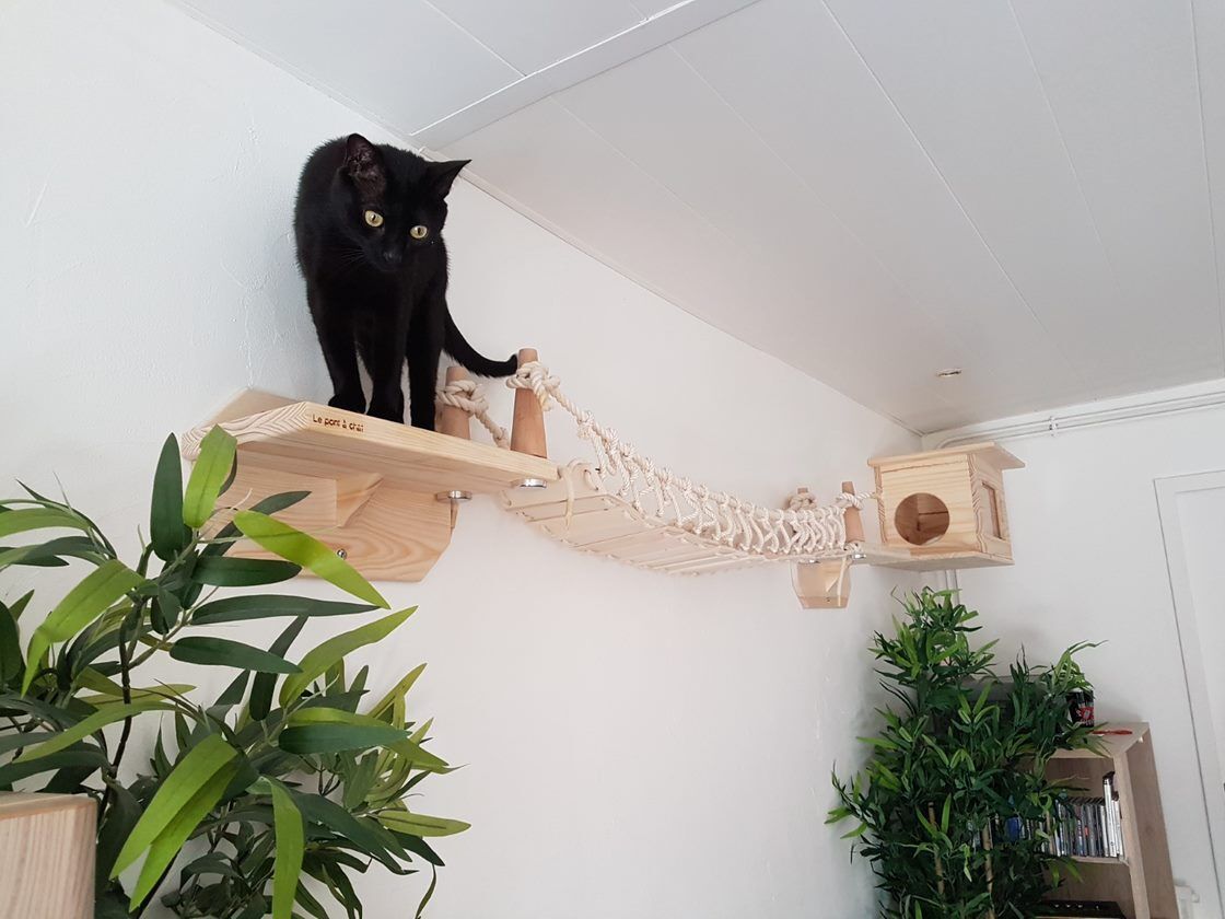 Pont Pour Chat Parcours Mural Design Accessoires En Hauteur Pont Pour Chat Parcours Mural Design Accessoires En Hauteur