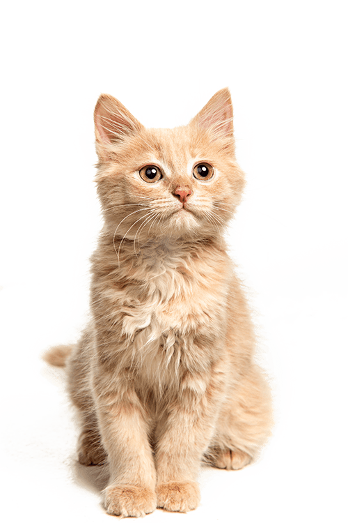 chat accessoires
