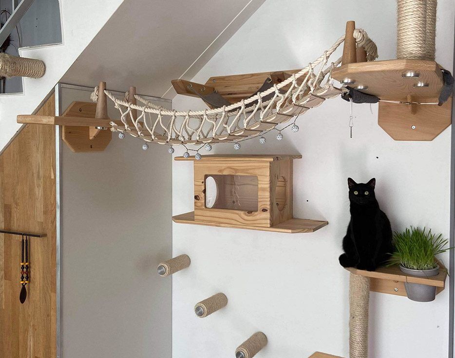 parcours chat